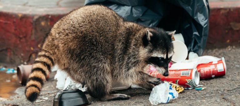 How Missed Waste Collection Services Cause Wildlife Problems