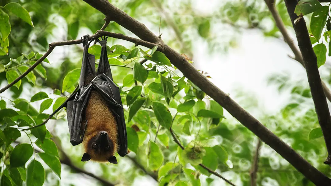 A brown bat hanging from a tree branch