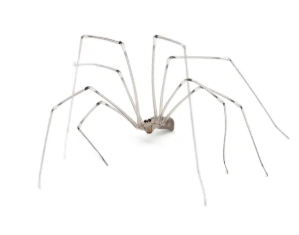 A grey Cellar Spider isolated on a white background. Learn more about Cellar Spiders from Arrow Environmental.